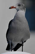 Heermann's Gull