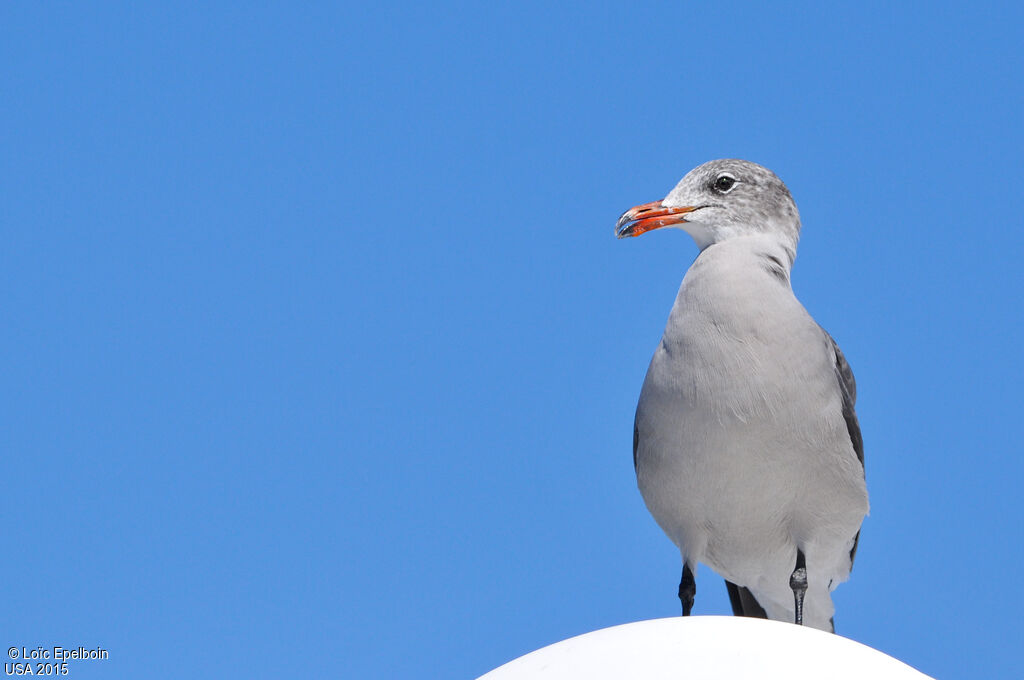 Heermann's Gull