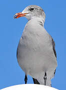 Heermann's Gull