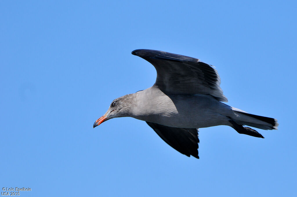 Heermann's Gull