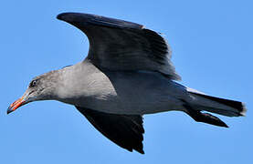 Heermann's Gull