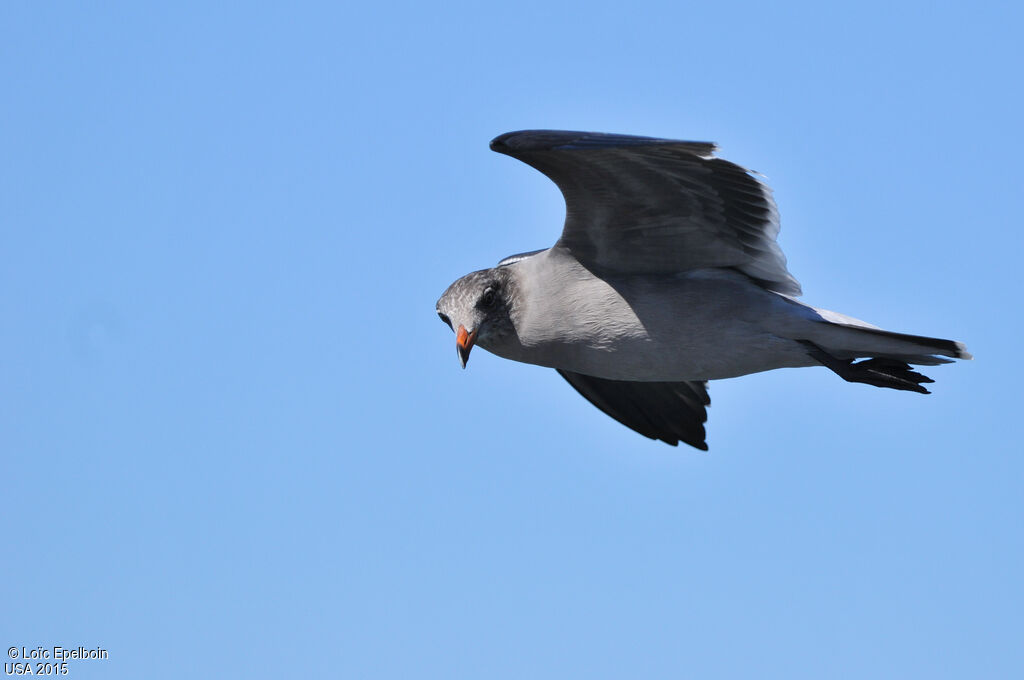 Heermann's Gull