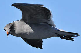 Heermann's Gull