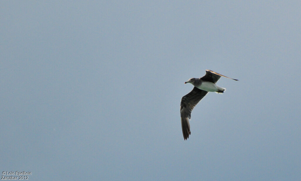 Sooty Gull