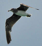 Sooty Gull