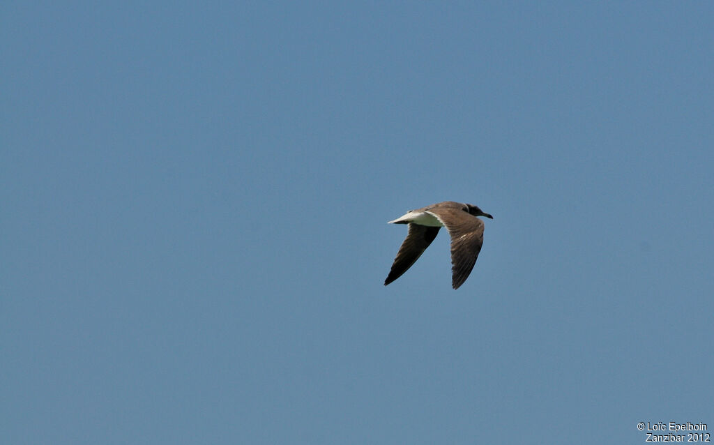 Sooty Gull