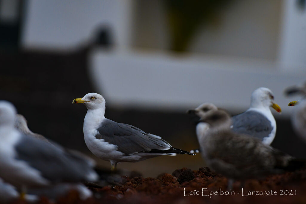 Yellow-legged Gull (atlantis)