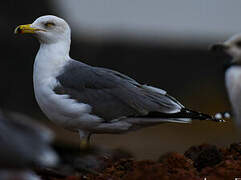 Yellow-legged Gull (atlantis)