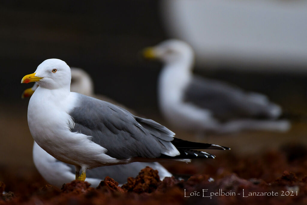 Yellow-legged Gull (atlantis)