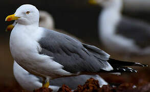 Yellow-legged Gull (atlantis)