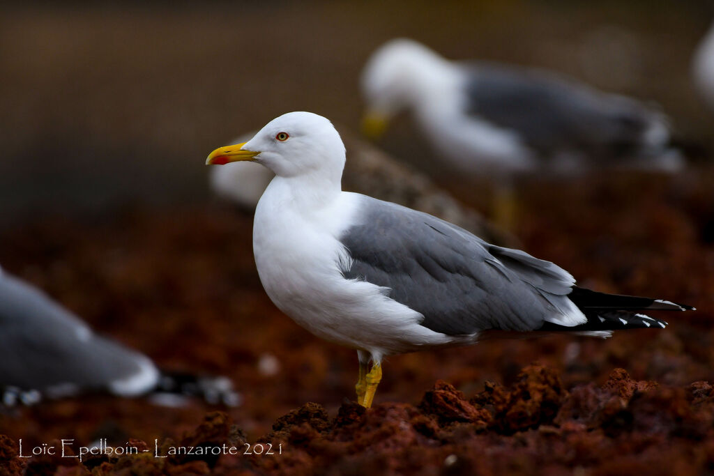 Yellow-legged Gull (atlantis)