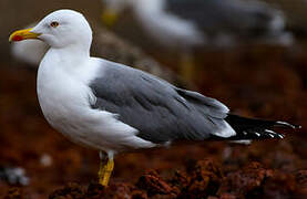 Yellow-legged Gull (atlantis)