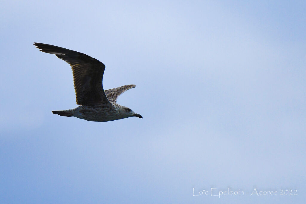 Yellow-legged Gull (atlantis)