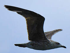 Yellow-legged Gull (atlantis)