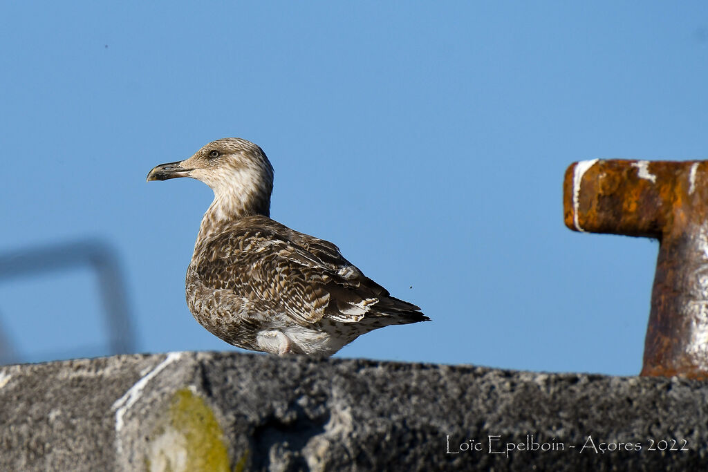 Yellow-legged Gull (atlantis)