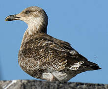 Yellow-legged Gull (atlantis)