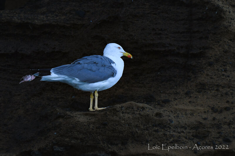 Yellow-legged Gull (atlantis)