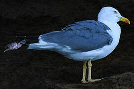 Yellow-legged Gull (atlantis)