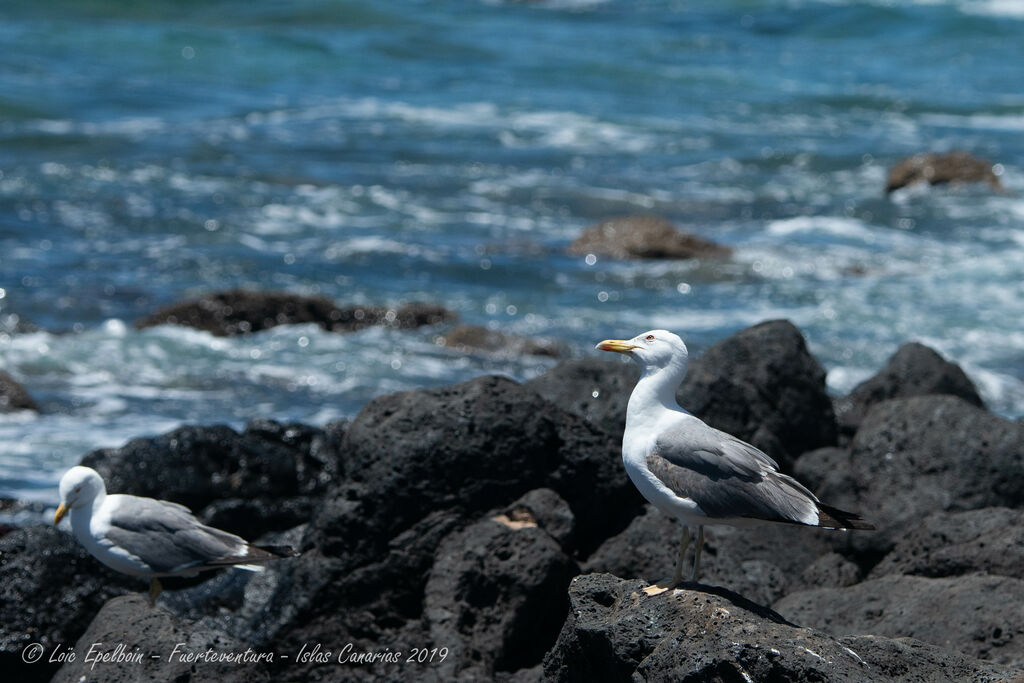 Yellow-legged Gull (atlantis)