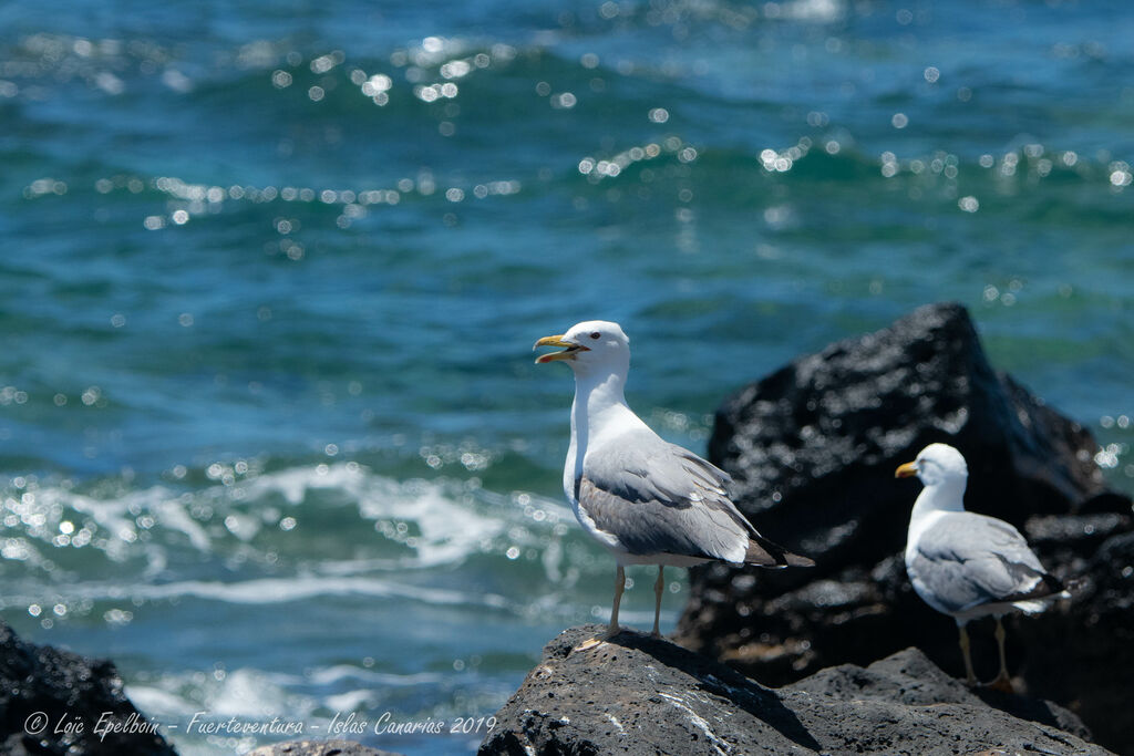 Yellow-legged Gull (atlantis)