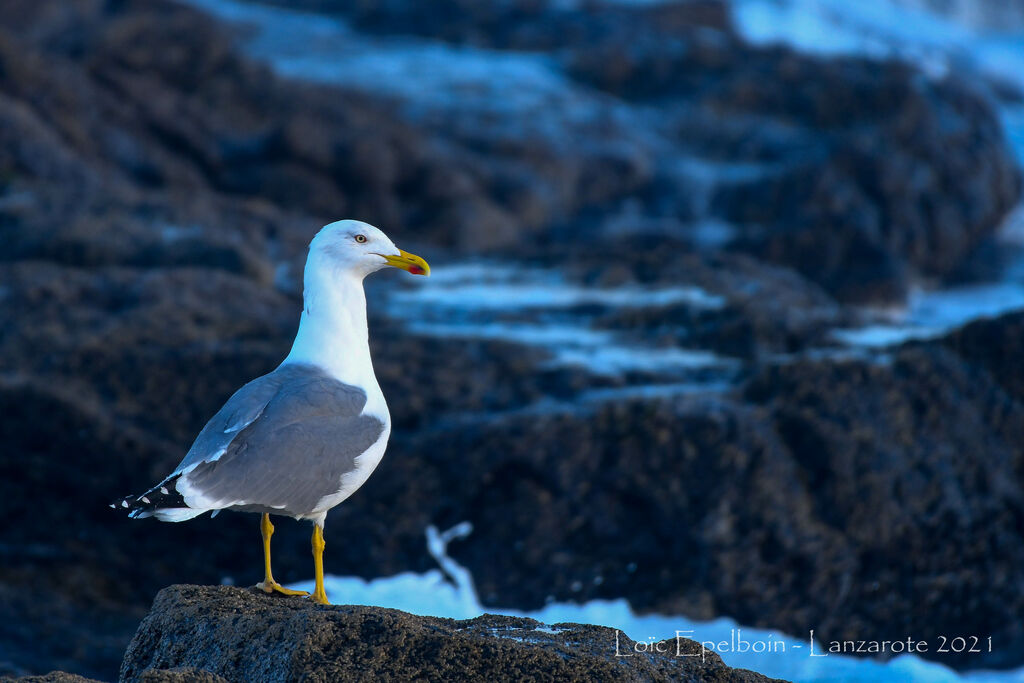 Yellow-legged Gull (atlantis)