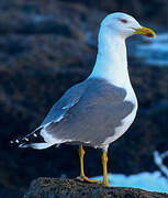 Yellow-legged Gull (atlantis)