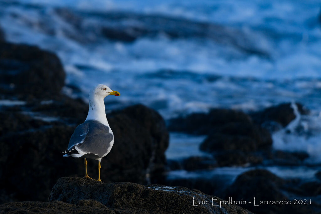 Yellow-legged Gull (atlantis)