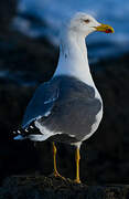 Yellow-legged Gull (atlantis)