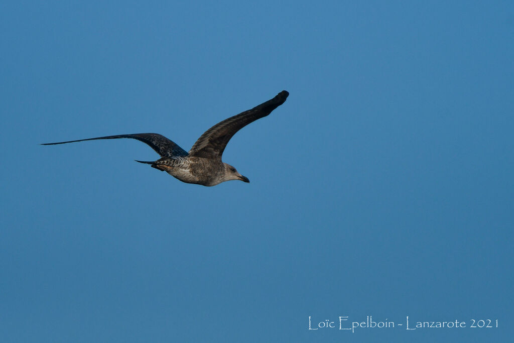 Yellow-legged Gull (atlantis)