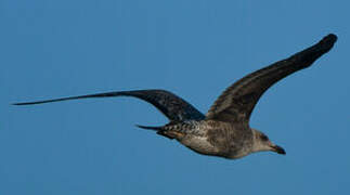 Yellow-legged Gull (atlantis)