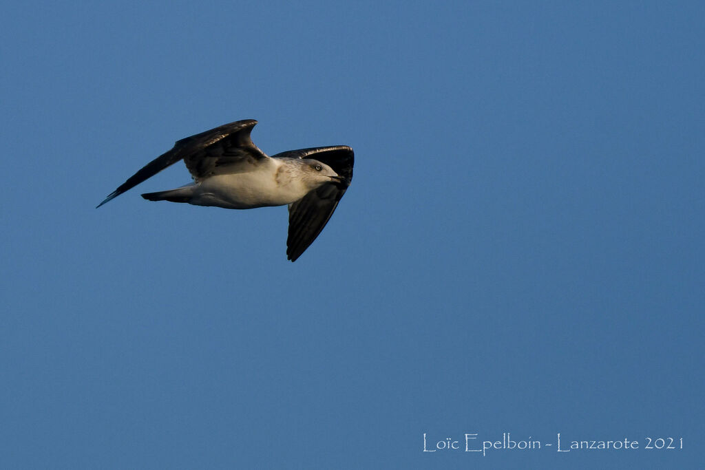 Yellow-legged Gull (atlantis)