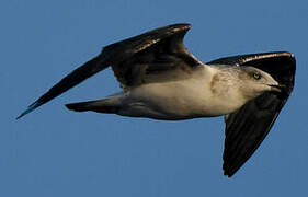 Yellow-legged Gull (atlantis)