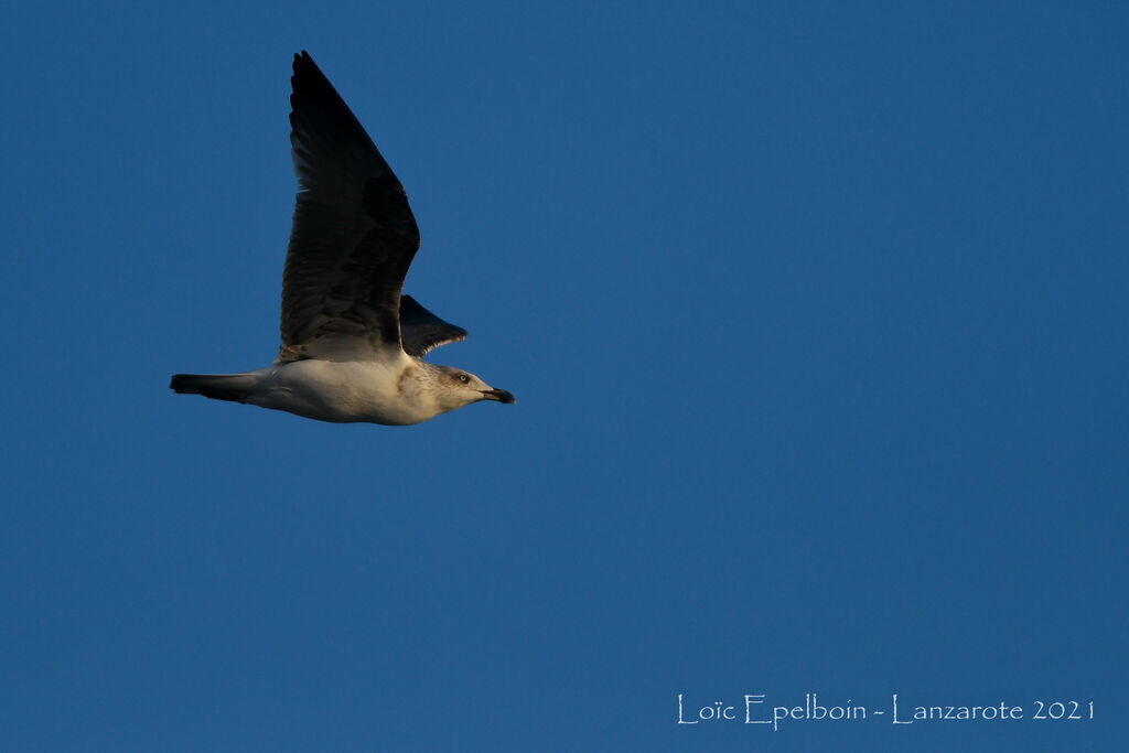 Yellow-legged Gull (atlantis)