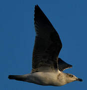 Yellow-legged Gull (atlantis)