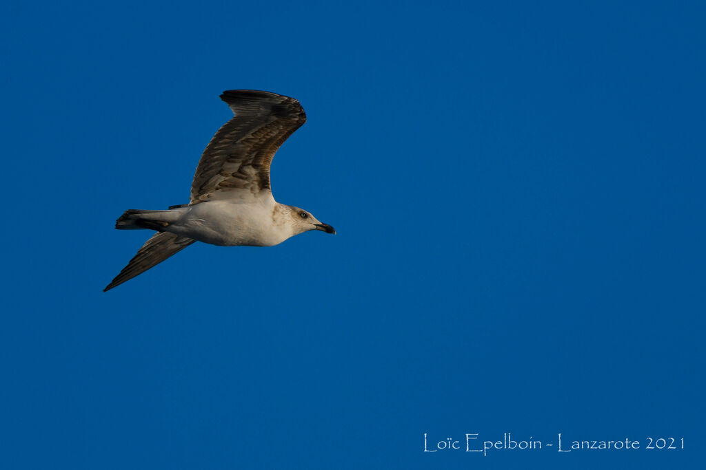 Yellow-legged Gull (atlantis)