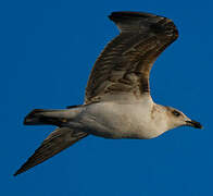 Yellow-legged Gull (atlantis)