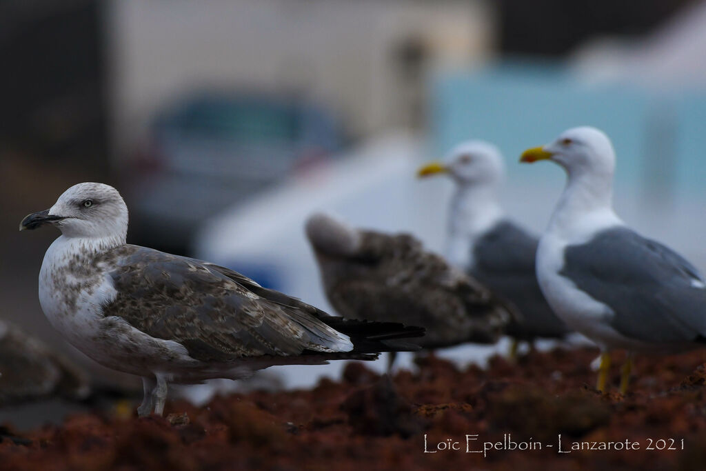 Yellow-legged Gull (atlantis)