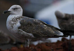 Yellow-legged Gull (atlantis)