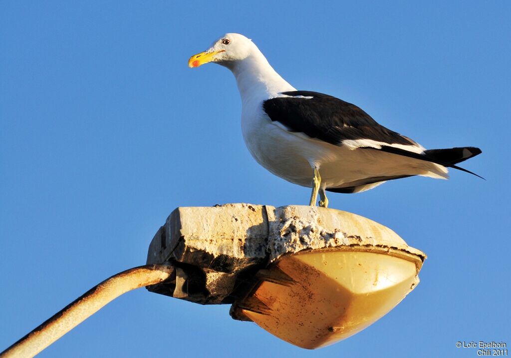 Kelp Gull