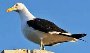 Kelp Gull