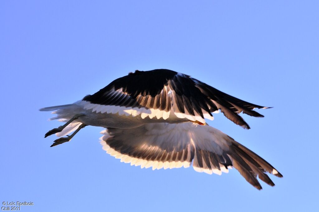 Kelp Gull