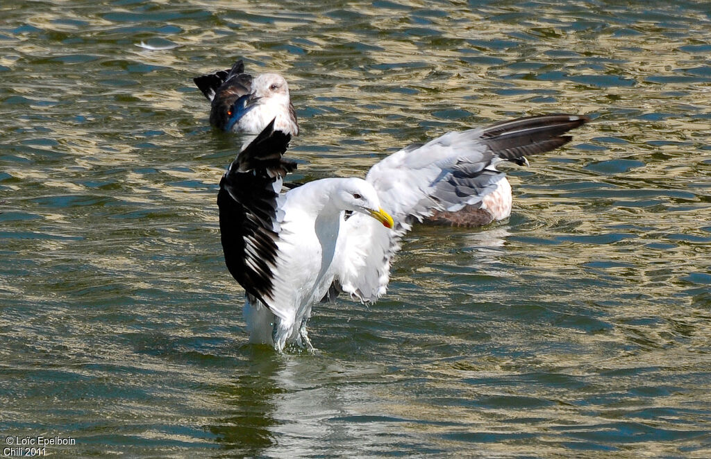 Kelp Gull