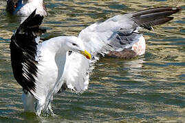 Kelp Gull