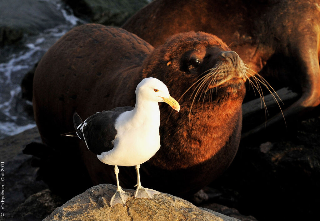 Kelp Gull