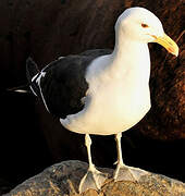 Kelp Gull