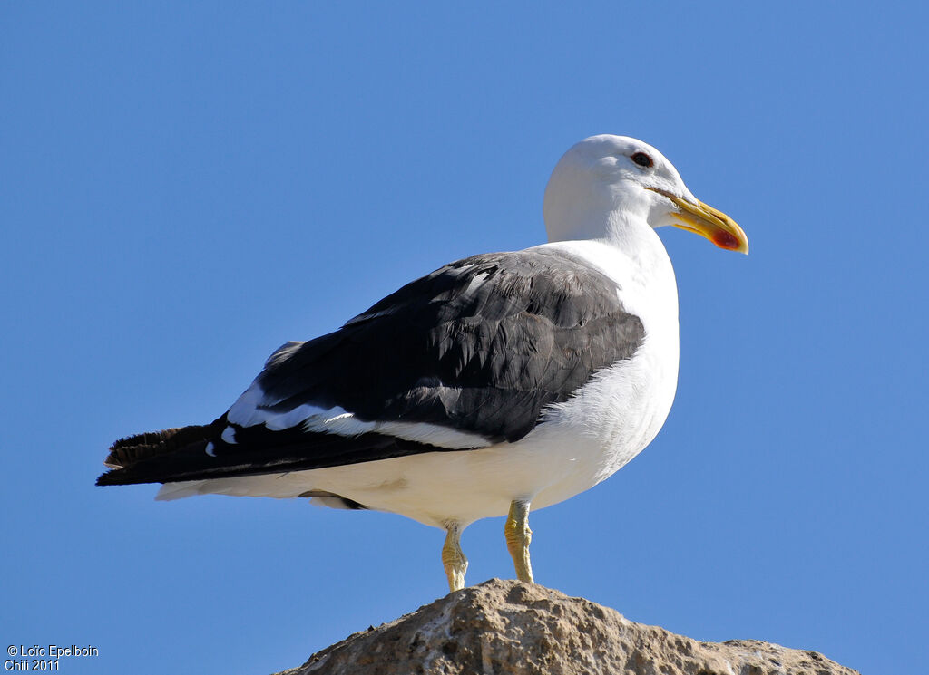 Goéland dominicain