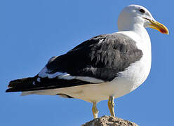 Kelp Gull