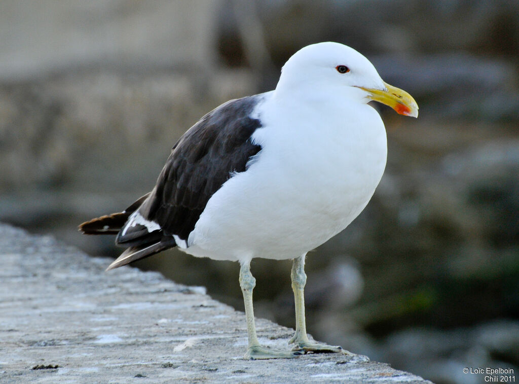 Kelp Gull