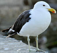 Kelp Gull