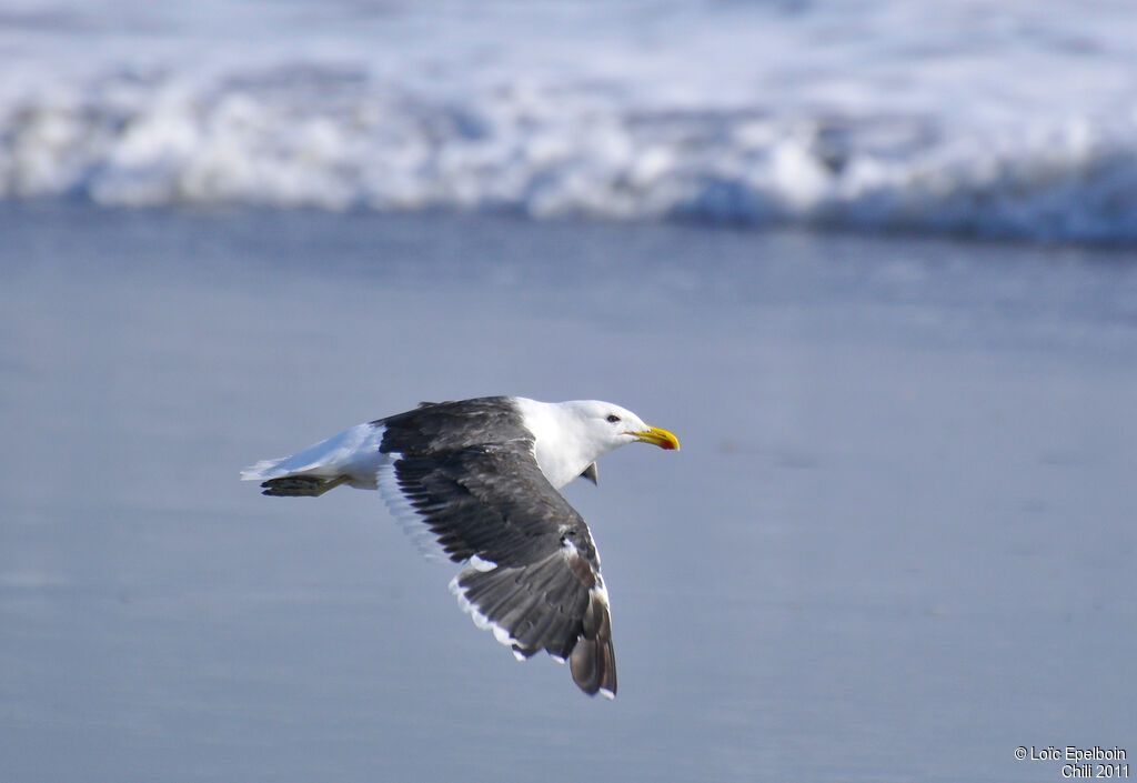 Kelp Gull